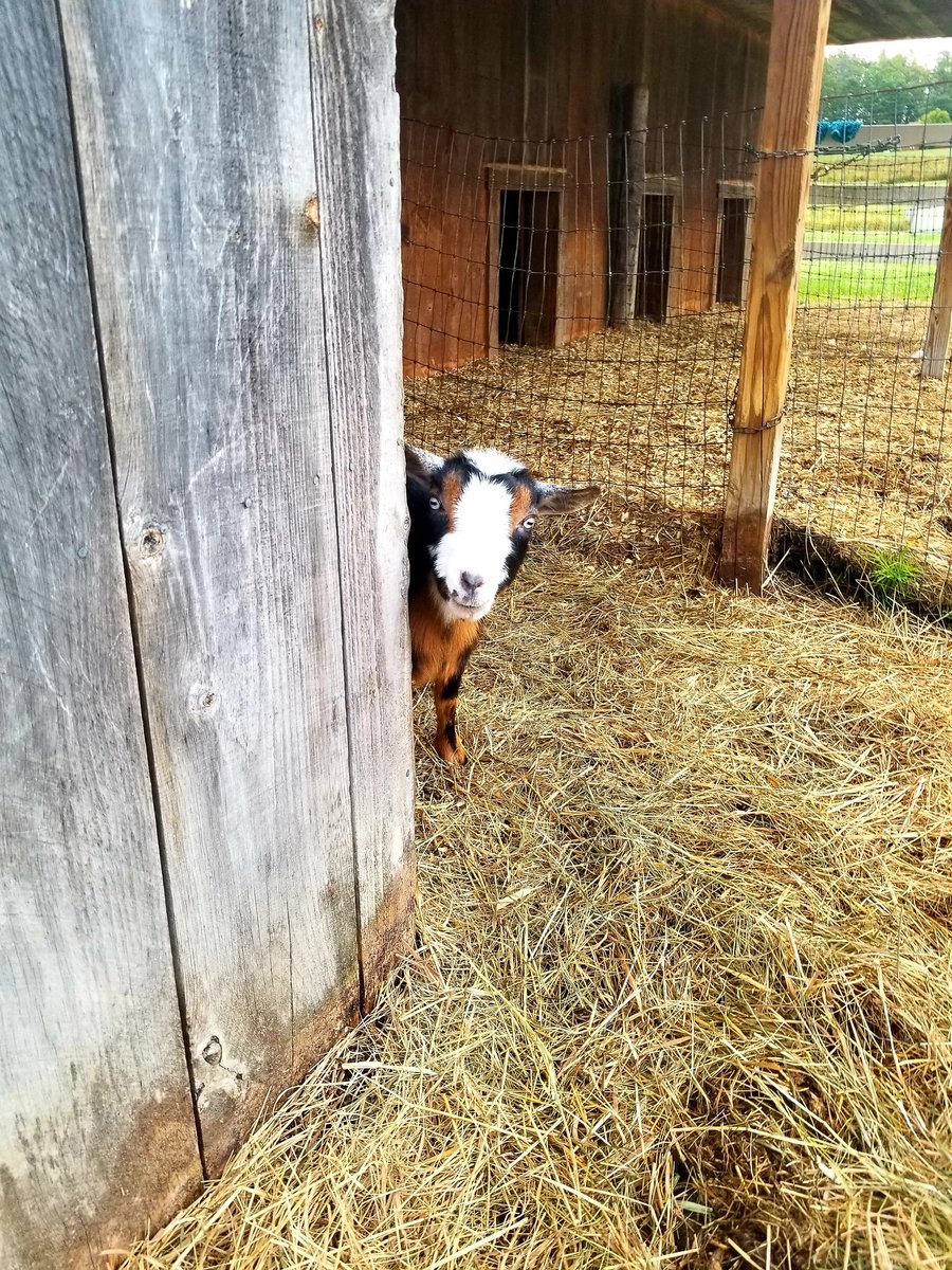 jennamac111's tweet photo. In my next life I will be a goat farmer #goats #geese #farmsitting #love https://t.co/50Puloojfl