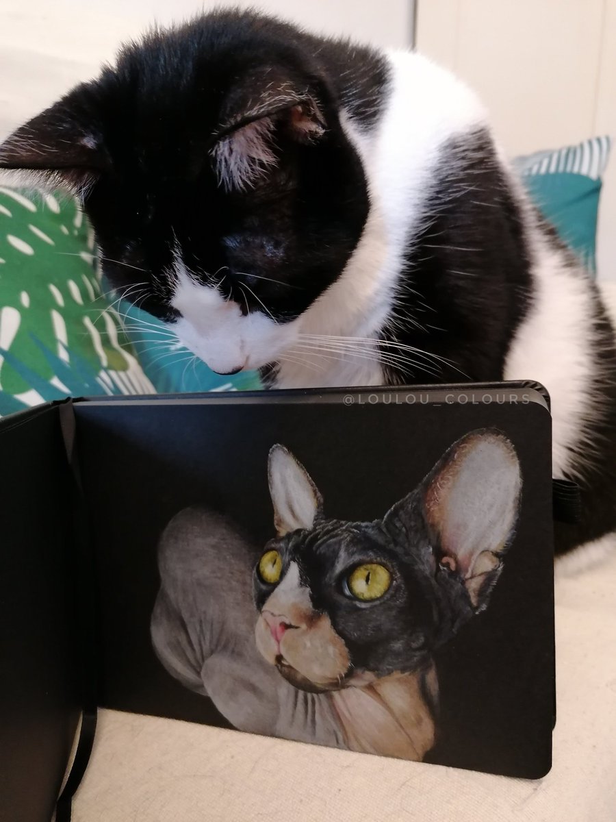 Who else has an art inspector in your house? By the way finished the Sphinx cat. Hope you like it!

#CatsOfTwitter #animalart #animalartistsunite #Caturday #petportraits #sphinxcat #catart