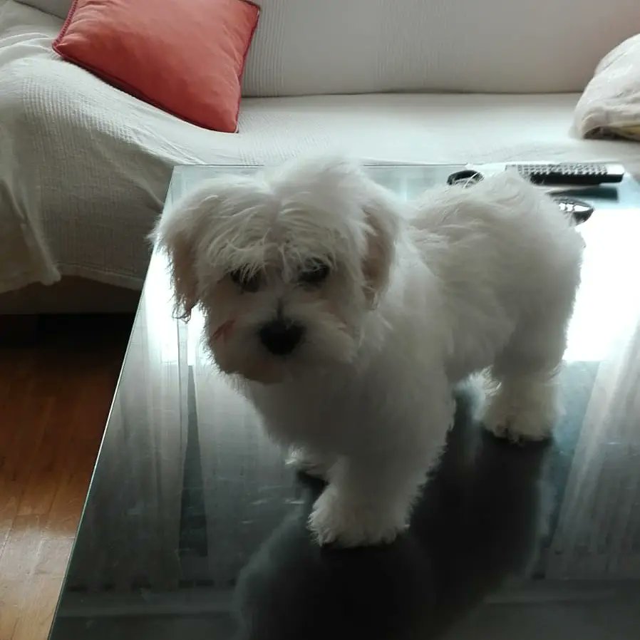 eeneuvee's tweet photo. Ella es Mikka una bichón maltés que vive en una casa donde otros animales la tienen atemorizada y agreden , su familia la pone en adopción. Tiene 5 añitos y está castrada, está en Ciudad Real y se entrega personalmente si es cerca.

Por favor no cuesta nada compartir ‼️‼️ RT https://t.co/OTy9eRdQOg
