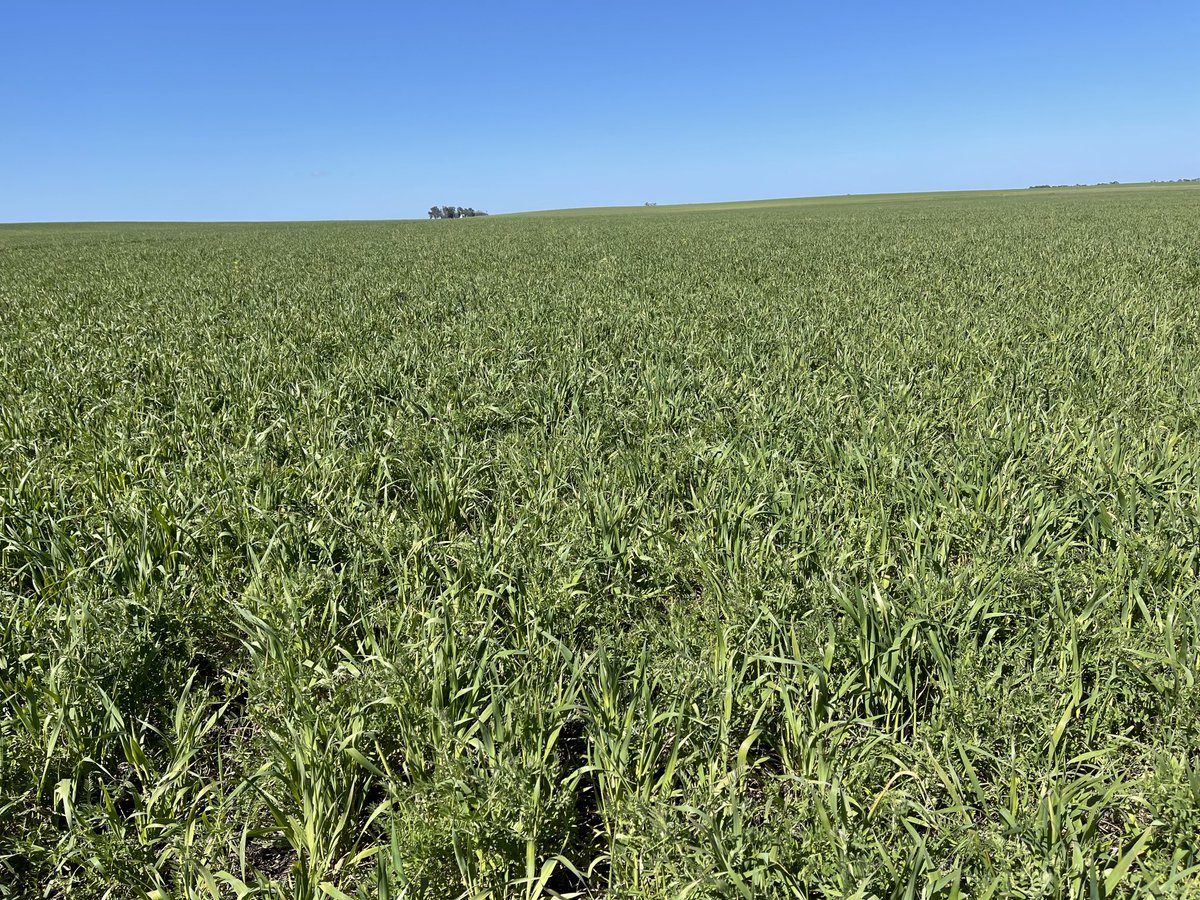 PecoAz's tweet photo. Otro @CS_Divulgacion que se va en las #Highlands de #Chillar!!!Salúdenlo 👋🏽 #CoverCrops #ServiceCrops #RaicesVivas #SiempreVivoSiempreVerde @TandiliaReg https://t.co/301EoMJFTw