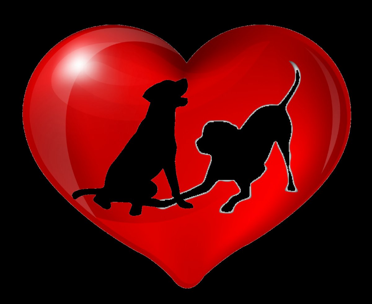 LabRescuersSD's tweet image. Thank you for helping make our 17th Annual Lab Amore a huge success by raising $63,000 for the dogs!
conta.cc/3aiqpUq