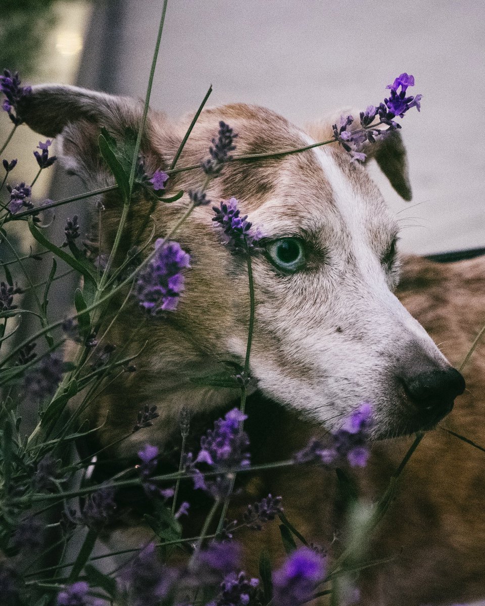 terrbearlim's tweet photo. Angel took her last breath in my arms today. She fought so hard to stay even after reassuring her that it was okay to go. But the time came. I held her for a while, loving on her and cuddling her one last time before letting her go. #torontodog #dogsoftwitter #rescuedog #puppy https://t.co/TNWDPJgyt5