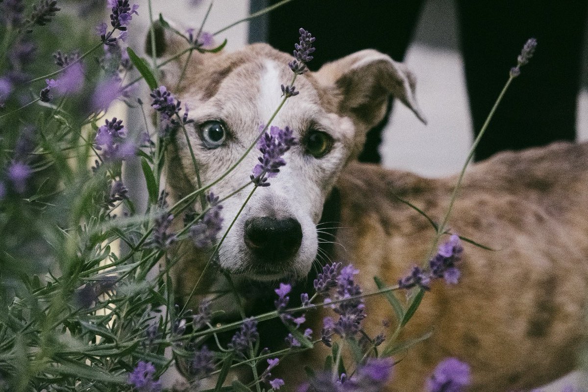 terrbearlim's tweet photo. Angel took her last breath in my arms today. She fought so hard to stay even after reassuring her that it was okay to go. But the time came. I held her for a while, loving on her and cuddling her one last time before letting her go. #torontodog #dogsoftwitter #rescuedog #puppy https://t.co/TNWDPJgyt5
