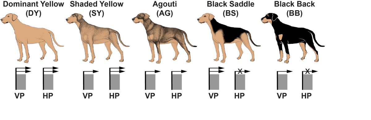 'Genetic enigma solved: Inheritance of coat color patterns in dogs'

Hand me downs from top dog.

__
unibe.ch/news/media_new…