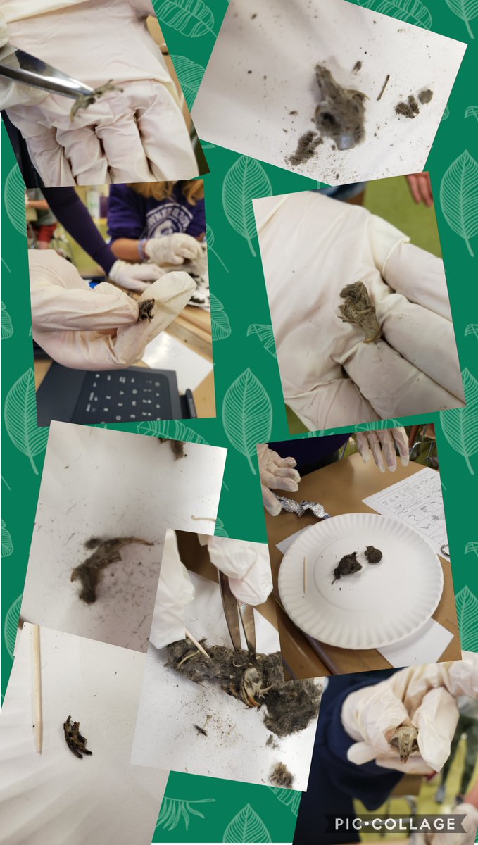 MrsWinnecke's tweet photo. Owl Pellet Dissection was a blast! #dg58pride #lester58rocks #LEchoosesHAPPY https://t.co/8v5LsujBgM