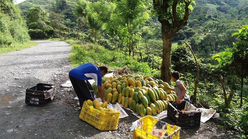 soydeituango's tweet photo. #CultivoPapaya Empacando #Alistando para enviar hacia la ciudad de Medellin, desde la vereda Palmitas #Ituango https://t.co/MQ3dmeDSjM