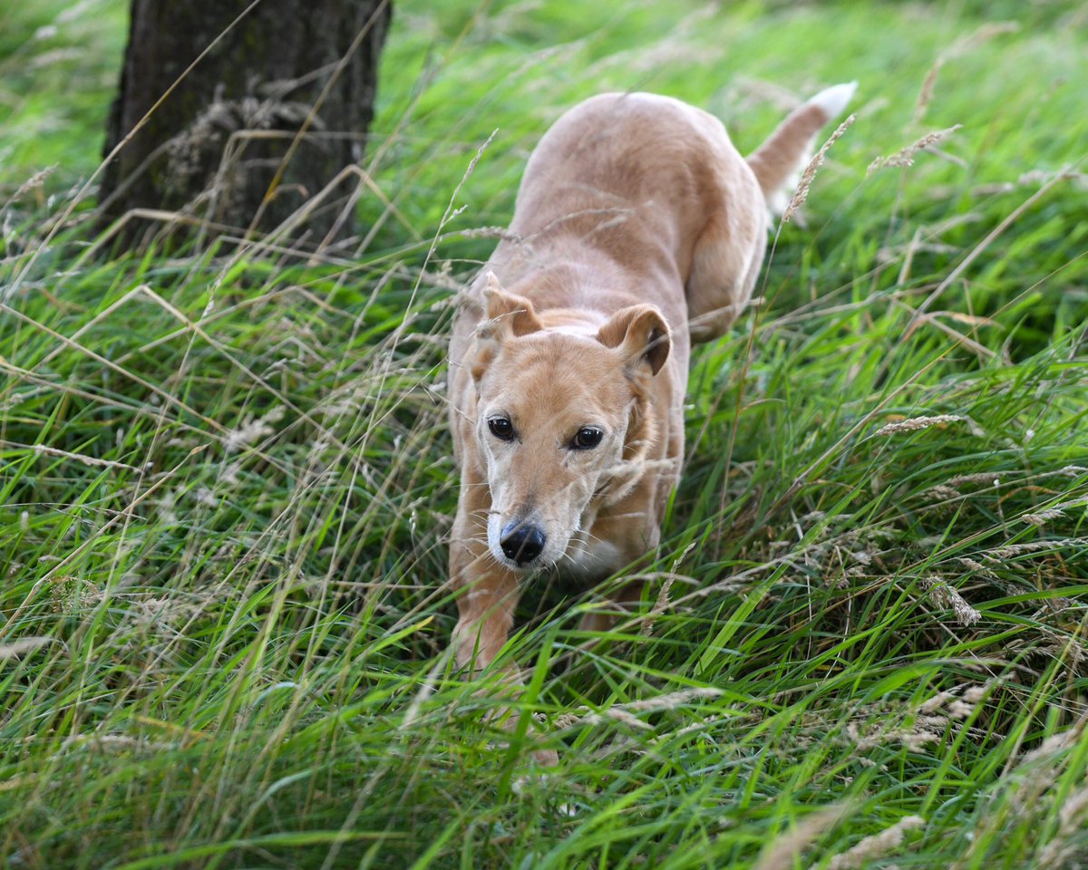 lurcherwork's tweet photo. #lurcher #huntingdog #smallgamehunting #rabbitdog #coursing https://t.co/OUg1GlOf3K