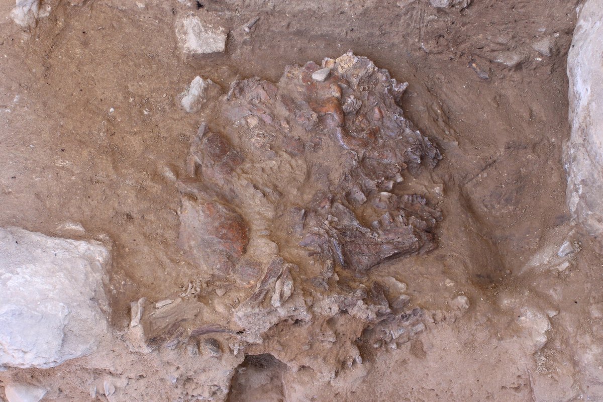 NewOneliners's tweet photo. 'Discovery at 'flower burial' site could unravel mystery of Neanderthal death rites'

Neanderthals clubbed hippes.

__
https://t.co/tiyNLXeNWy https://t.co/433tMZMzOG