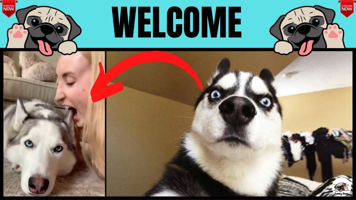 FuncuteDogs's tweet image. Today's video link 👇
youtu.be/IqPpxO3AAgM
#dogslover #funniesttweets #dogsoftwitter #dogstyle #doge #love #humor