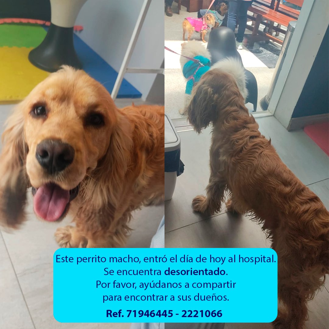 HSemevet's tweet photo. Por favor, ayúdenos a  encontrar a los dueños de esta mascotita. 
Ref. 71946445 - 2221066.
#HospitalVeterinario #Semevet #Miraflores #LaPaz #MascotaExtraviada https://t.co/g6gbAjdKqS