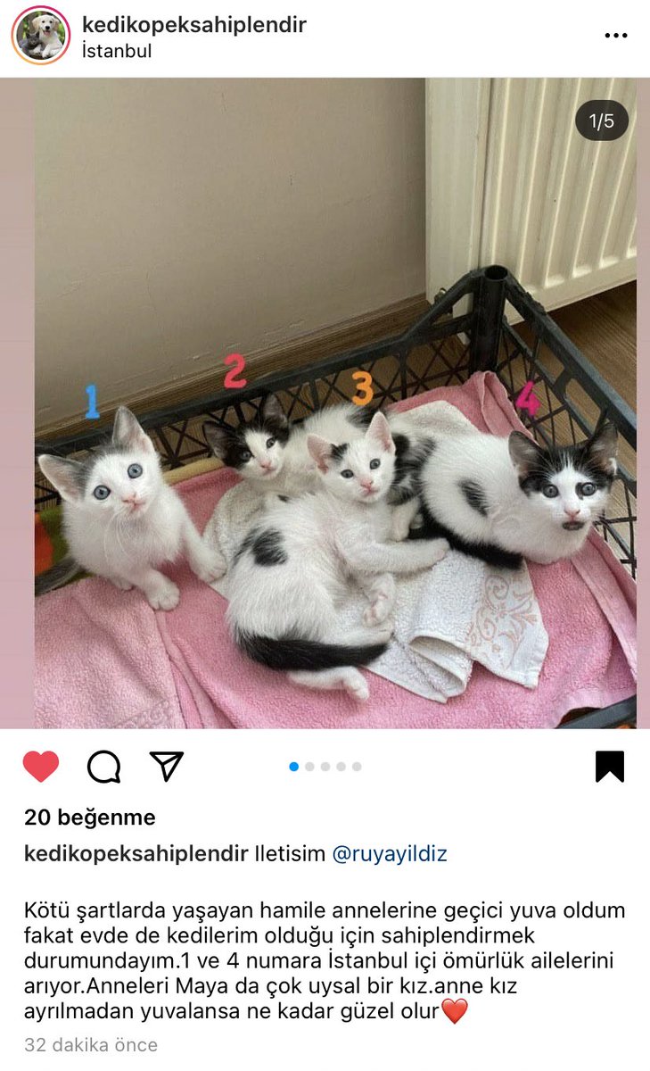 İstanbul içi acil yuva arıyoruz paylaşırsanız çok seviniriz 😻 #istanbulkedisahiplendirme #kedisahiplendirme #satinalmasahiplen