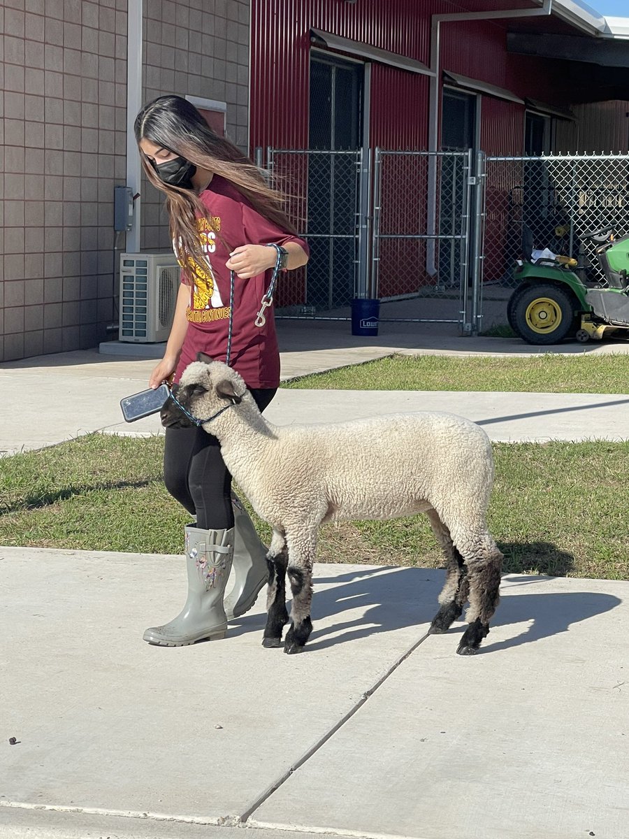 PSJACTE's tweet photo. Itโs a daily responsibility and our @PSJAISD teachers model and guide our students to become confident, productive, and successful citizens #FFAlife #PSJACTE https://t.co/KnEQW5vzvI