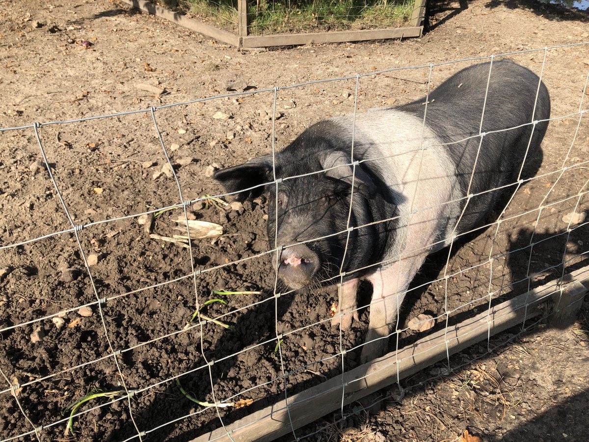 Renchoir's tweet photo. Choir tour to ⁦@QuarrAbbeyIOW⁩ today - a big and appreciative audience #Palestrina #Victoria #Tallis #Renaissance music. Holy pigs not far away https://t.co/WUk45gyZrk