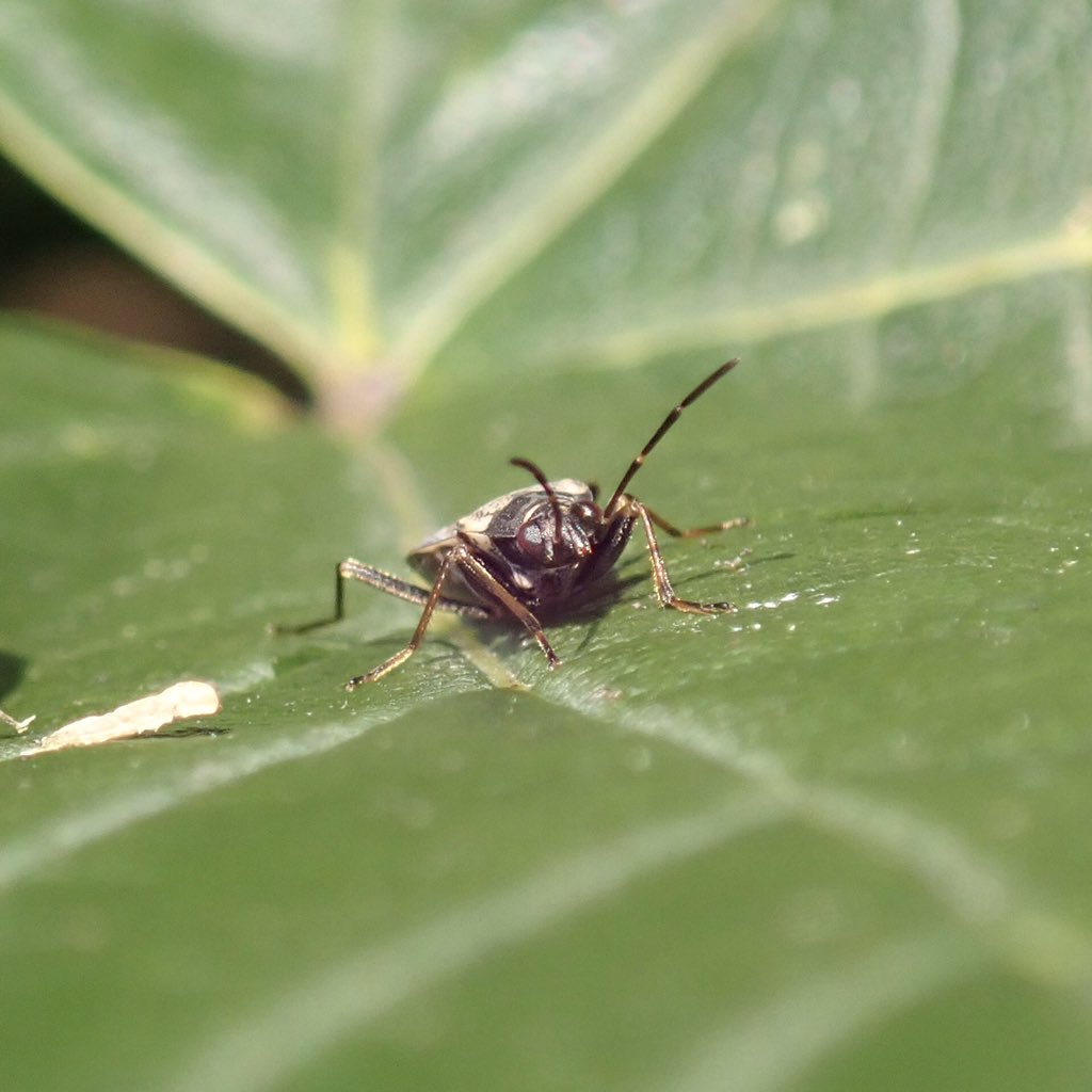 Some critters from #WestHamCemetery today.