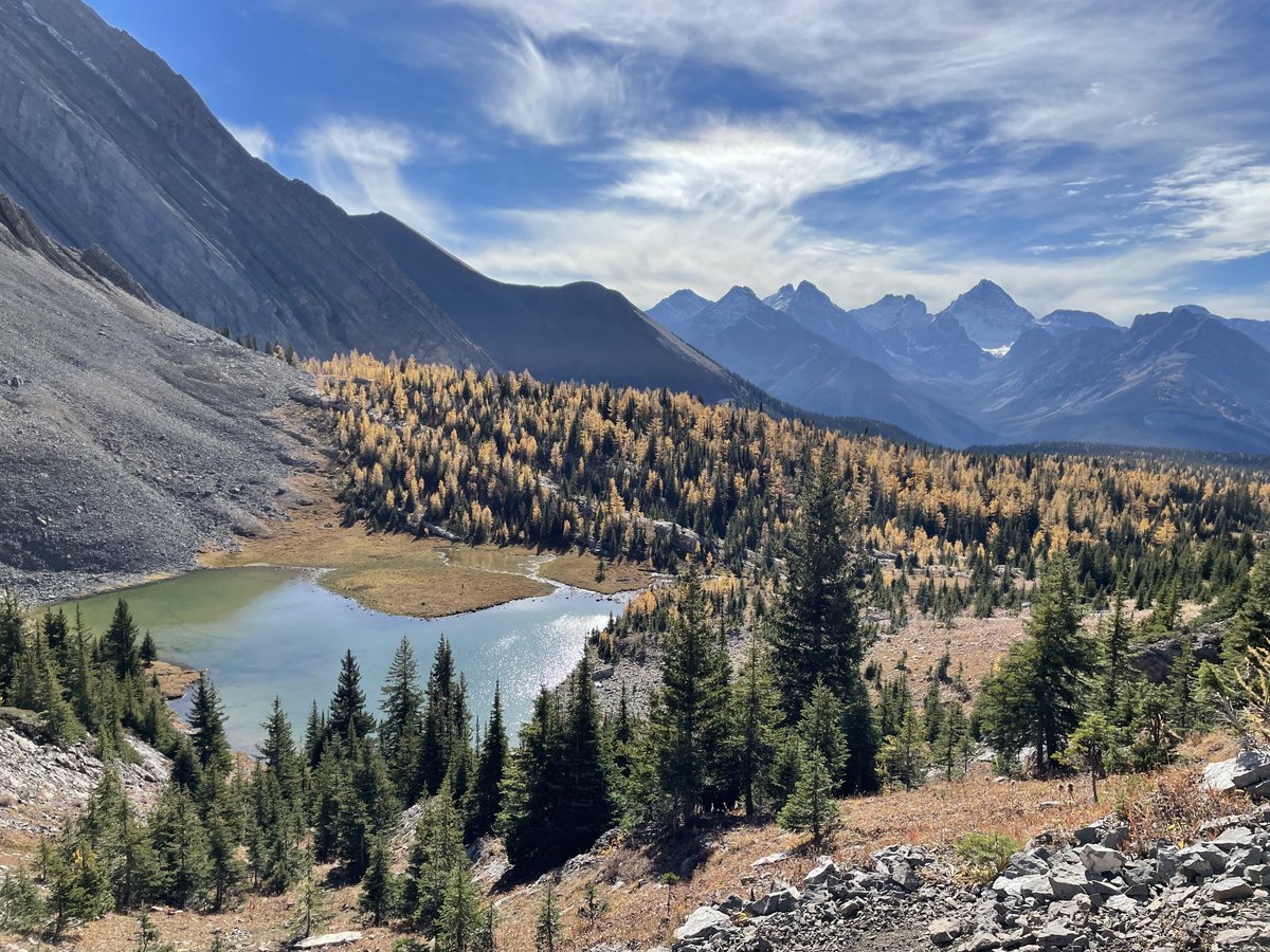 BrianSchmaus's tweet photo. Larch therapy. https://t.co/Kwykb4bGVA