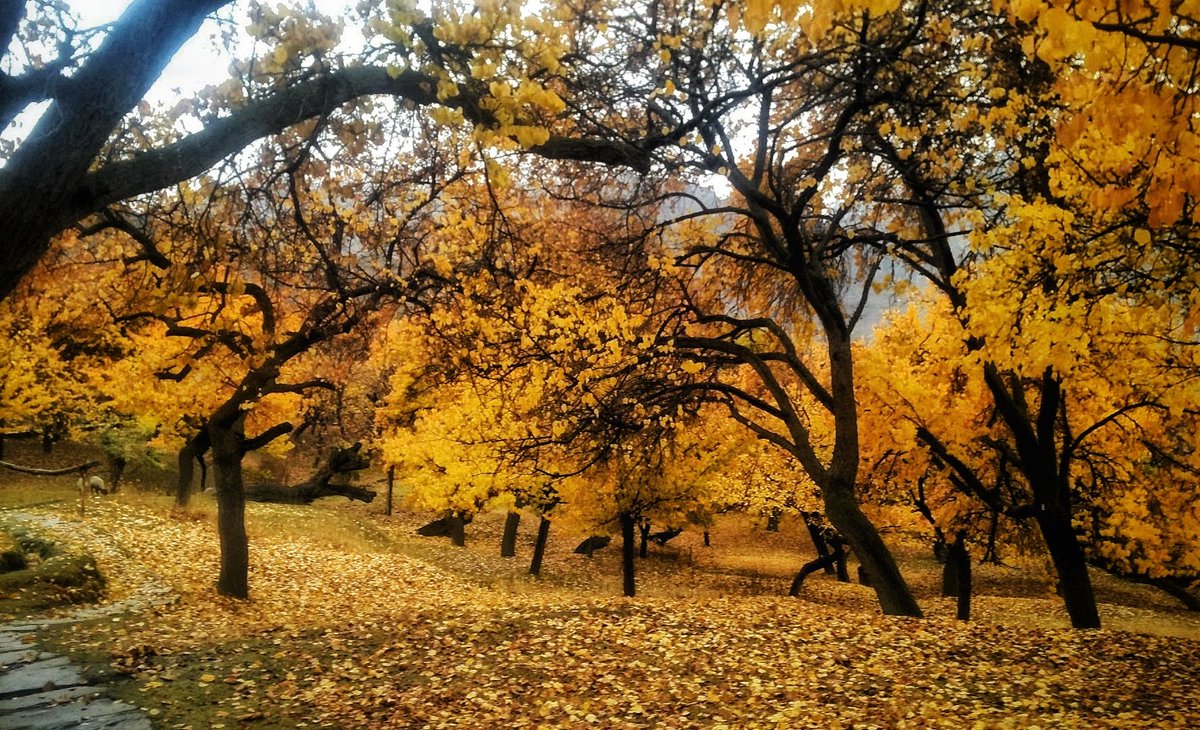 IramSKhan1's tweet photo. #AutumninHunza
#Hunzavalley
#DiscoveryPakistan https://t.co/jIOJVF1qQ8