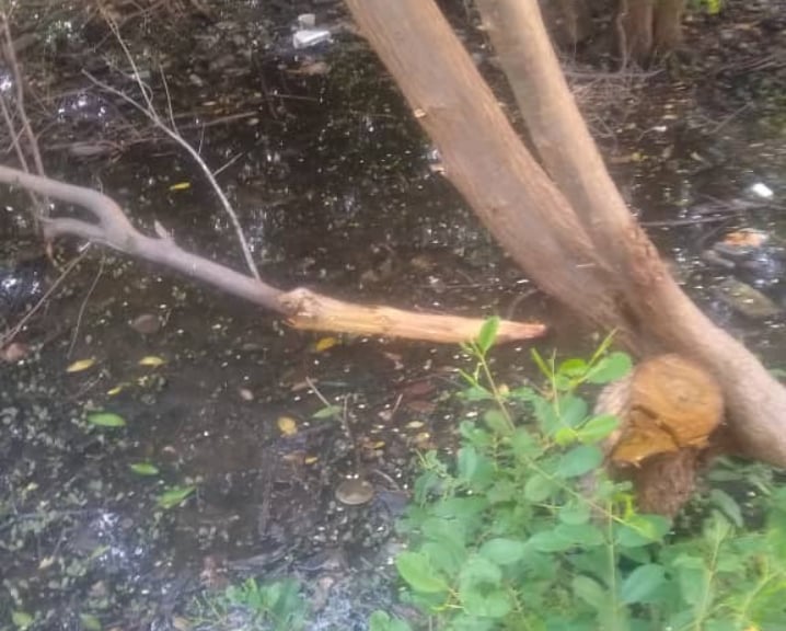 PRENSAICLAM's tweet photo. #Hoy09  Nuestros investigadores hicieron un recorrido en la Plaza Mirador y Buen Maestro para seguír el trabajo de evaluación florística y reconocimiento de la avifauna. Parte del Plan integral de recolección de residuos, desechos sólidos y evaluación de descargas de aguas al LM. https://t.co/fhBCSh8FfU