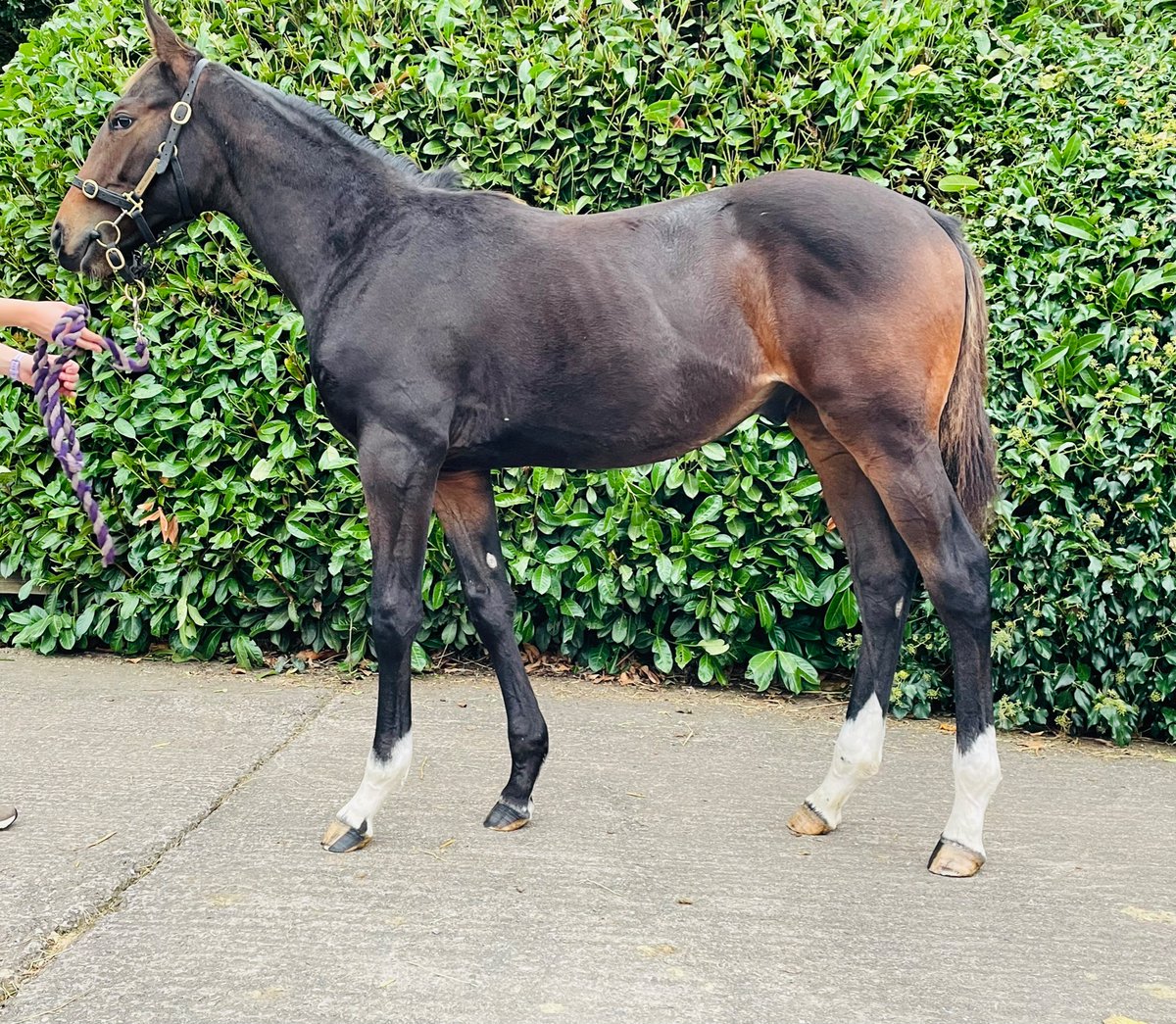 millhousestud's tweet photo. Flag of Honour x Shalltoo colt foal heading to @tatts_ireland  Nov Sale https://t.co/ywFKpVlCh2