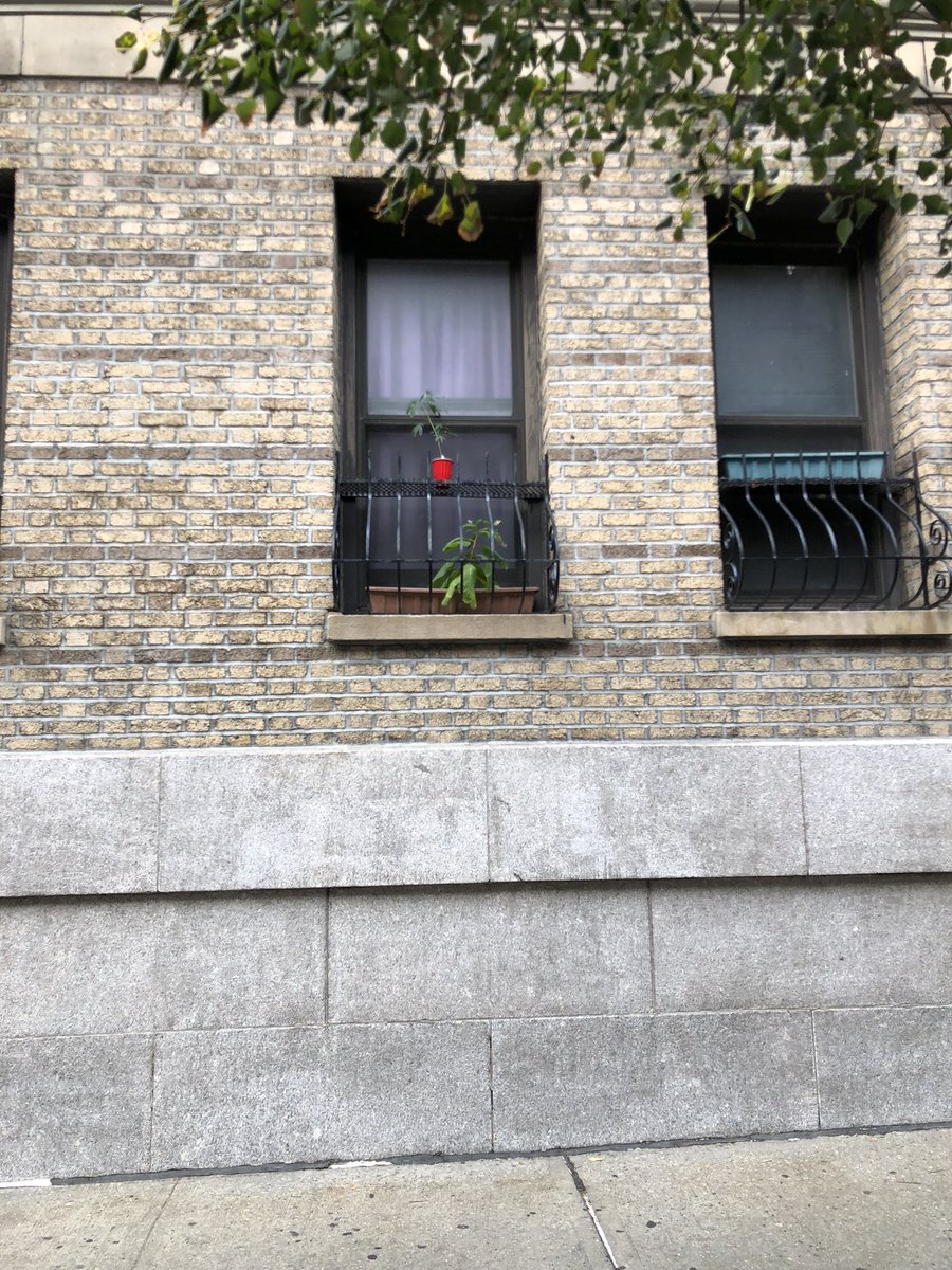 jamesfordtv's tweet photo. Just me, or is that a #marijuana seedling in that window grate? #NYCSights https://t.co/8HOB0PCCLk