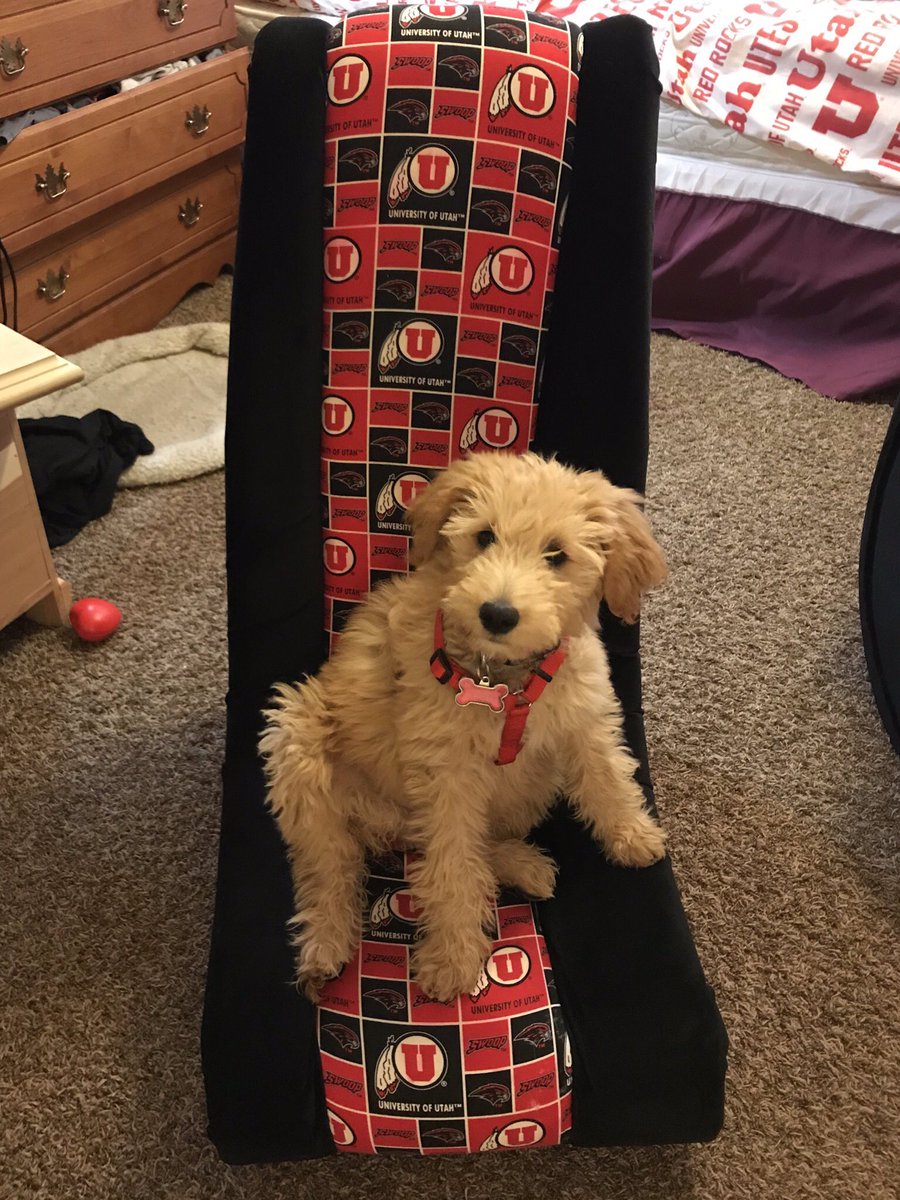 DogForTheWin's tweet photo. #dogsforthewin #GoUtes https://t.co/SHAU9pa2q6