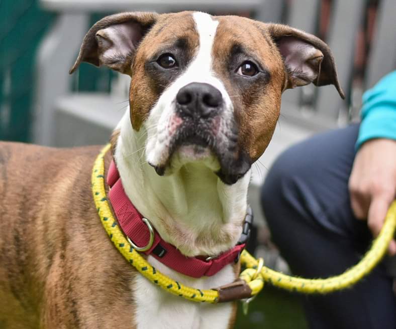 ginachron's tweet photo. 🆘OUT OF TIME !
🆘Euth > Noon SAT 10/9
DIOR 2y #126932 level 4
STILL NOT RESERVED!
Dior's intake was 10/1! 3 days to adjust then on Kill List despite his stellar resume! So confused. He MUST find a loving adopter or foster in NEast to decompress +adjust. LINKS⬇️Kids13+ HURRY 🐕 https://t.co/3WJ2IBJPph