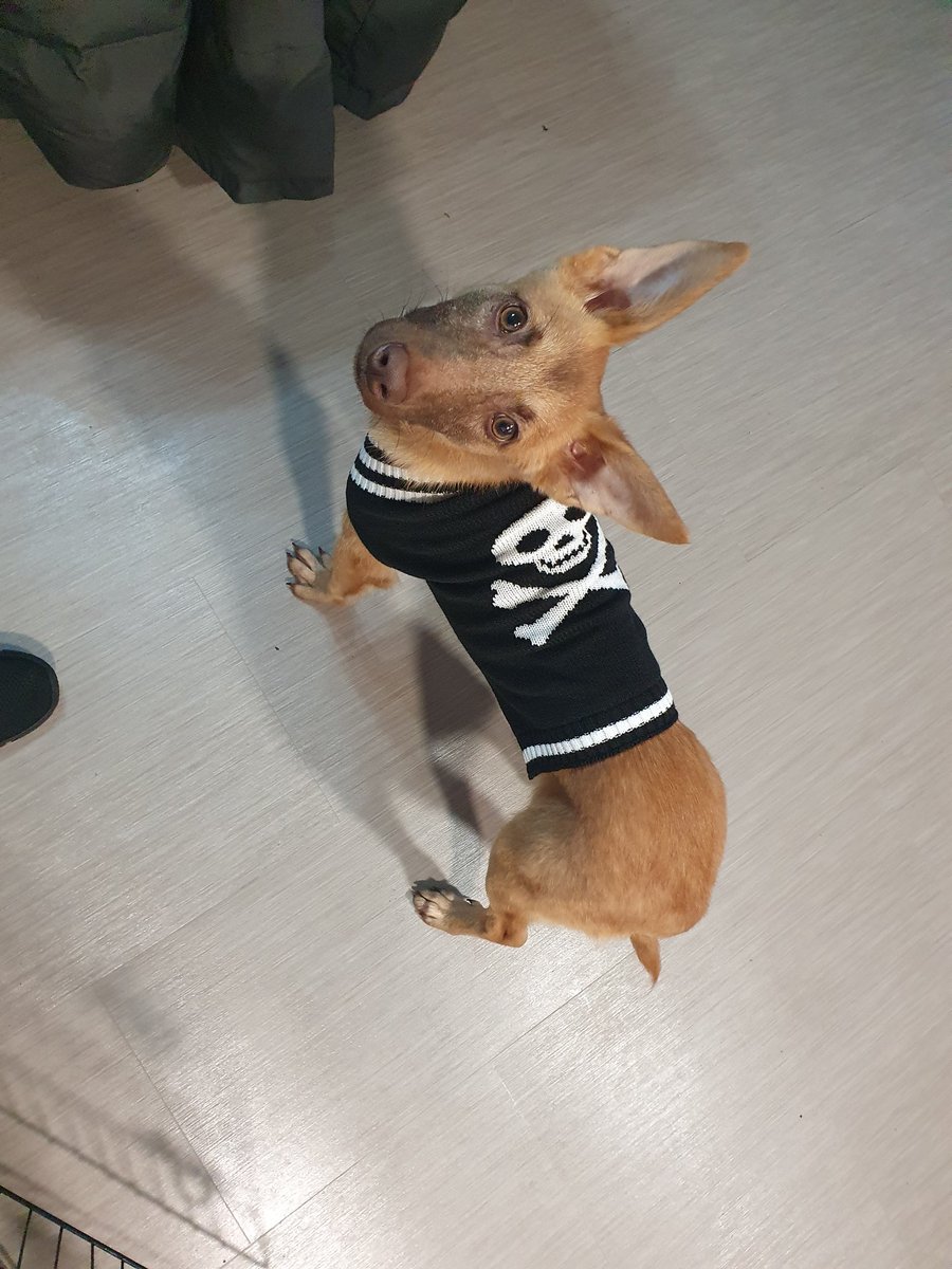 Couldn't let the wee fella miss out on spooky season ☠😍😁💙🎃🎃