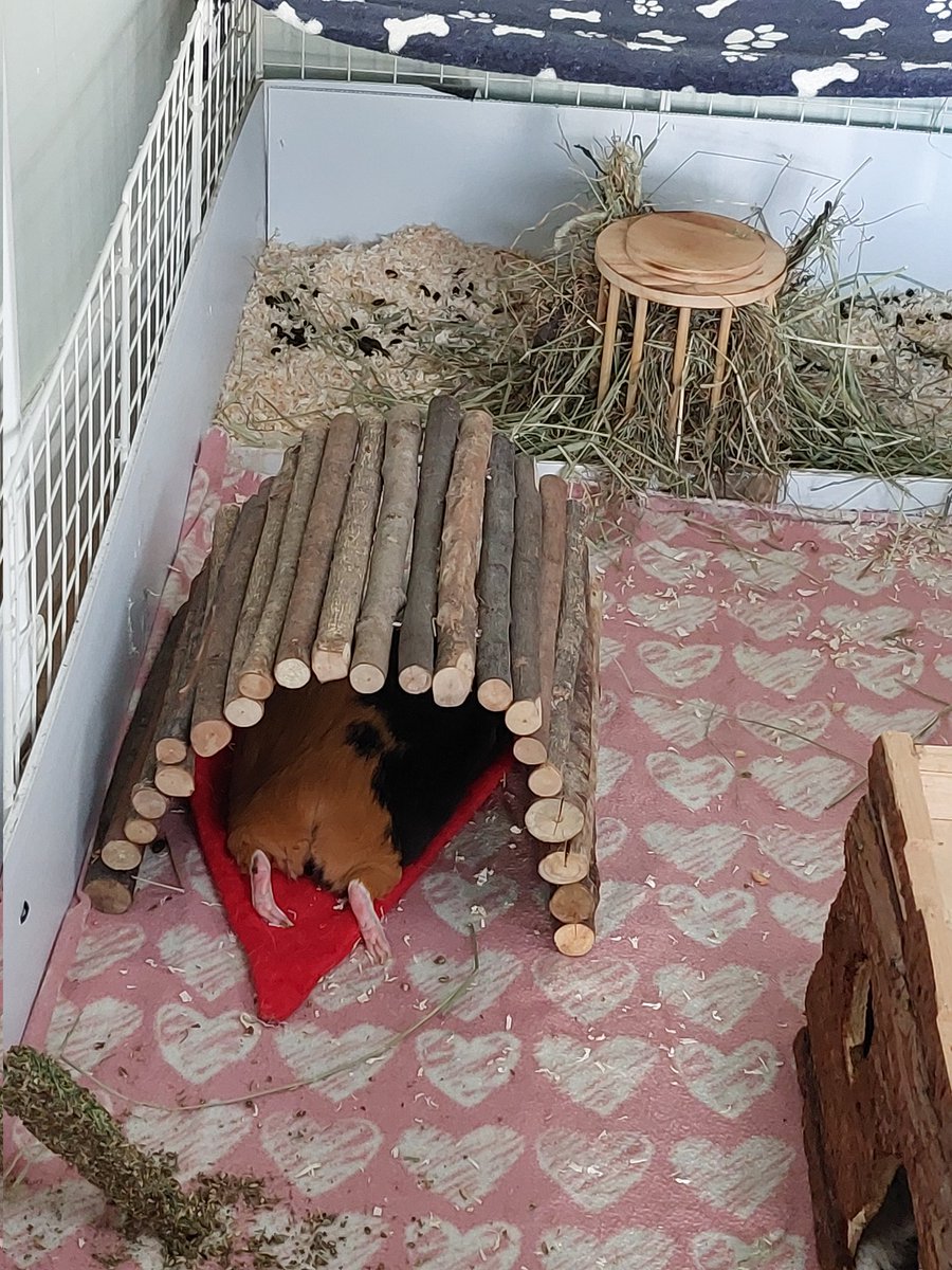 Sarahjr84's tweet photo. Full stretch after dinner. Double piggy feet. #guineapig #piggypantaloons #cavy https://t.co/gxsH79mstX