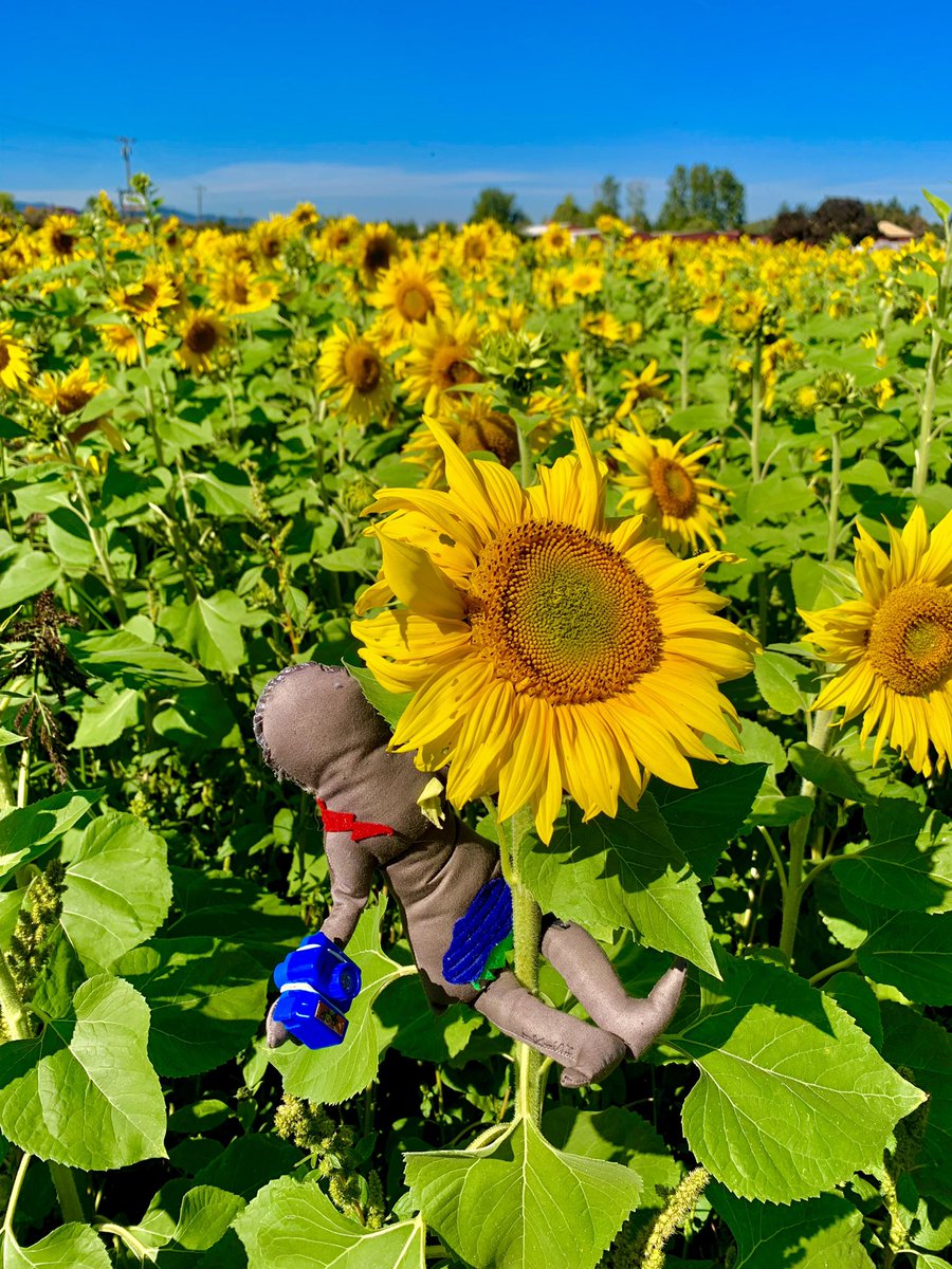 XtraNotRare's tweet image. Hanging on to the end of summer and supervising the launch of fall. #ExtrapelvicEndometriosis #ExtrapelvicNotRare #SunflowersBrightenTheDay #SunflowersMakeMeSmile