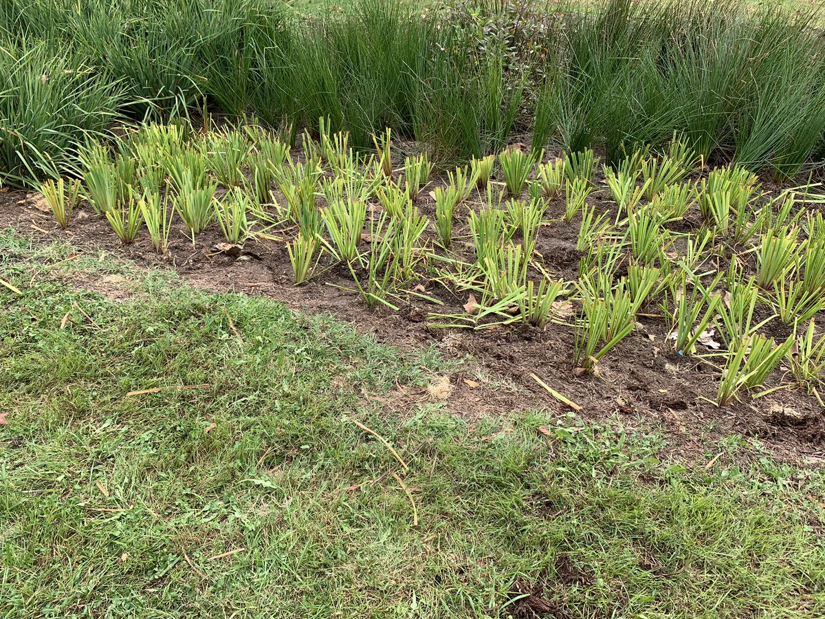 VoteSarahLacey's tweet photo. This morning I was glad to join Noelle Chao, Deacon Stewart, and the Empowering Believers Church for their planting day! We planted a ton of native plant species on the church grounds which will help the local ecology, especially our all important pollinators. 

#VoteSarahLacey https://t.co/czxgW3ejzW