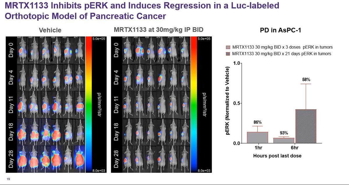 The KRAS inhibitors familly grows : G12D mutation is targeted by MRTX1133 with convincing preclinical data on orthotopic models, in particular of pancreatic cancer. #targets21