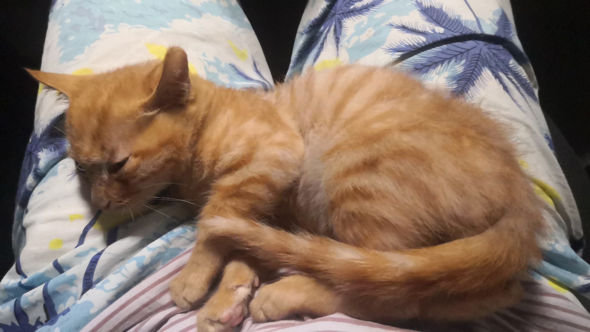 无相卍戒色微乘佛教教主吸猫天数7 蠢猫猫从打开的宿舍门跑了 到现在还没回来 搞得我心神不宁 希望明天早上能看见蠢猫猫吧 晚安 图 目前与我相依为命的花生酱