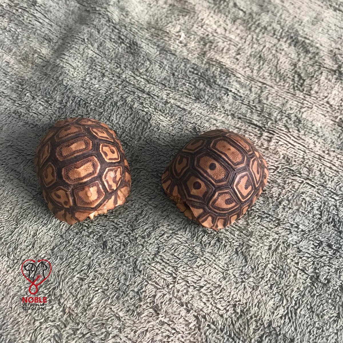 thenoblevets's tweet photo. A visit by some shelled friends of the order testudines.

Whether large or small, shelled, feathered, furred, or scaled, we love them all. 

- Noble Vets https://t.co/LTQjV4tO4Y
