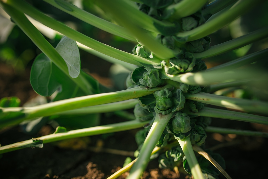 Today is the last day for us at Edmonton Downtown Farmers' Market and at St Albert Farmers' Market. Make sure you stop by today to load up on fall veggies!