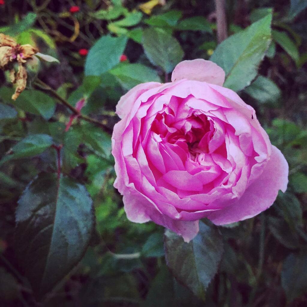 timofnewbury's tweet photo. smells lovely #rose #amarofilter https://t.co/5YYESMmtkM https://t.co/iQedSNimWm