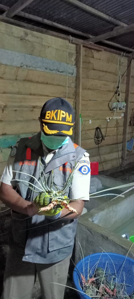 TobeloBkipm's tweet photo. 09-10-2021. Pemeriksaan Media Pembawa Lobster Hidup 179 Ekor dan Udang kipas 76 Ekor di Farm Milik  Ibu Fitri Ariyani Tobelo yang akan dilalulintaskan Tujuan Jakarta #OneHealthKIPM @bkipm_kkp
@BKIPMJakartaI @BKIPMTernate @arsal_azis
#MenteriKKP #MenteriKelautanPerikanan https://t.co/67C2bCbxm4