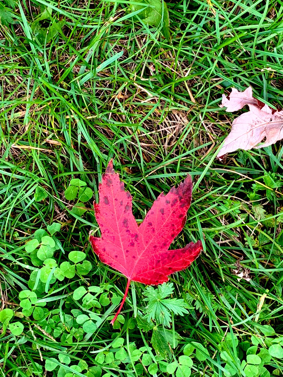 JulieLafleur13's tweet photo. Grateful for moments of self-care this afternoon. Also, for the small stops to appreciate the land and all its beauty this time of year. #Grateful #selfcare #fallcolours #longweekendfeels https://t.co/pvAjoec8Ll