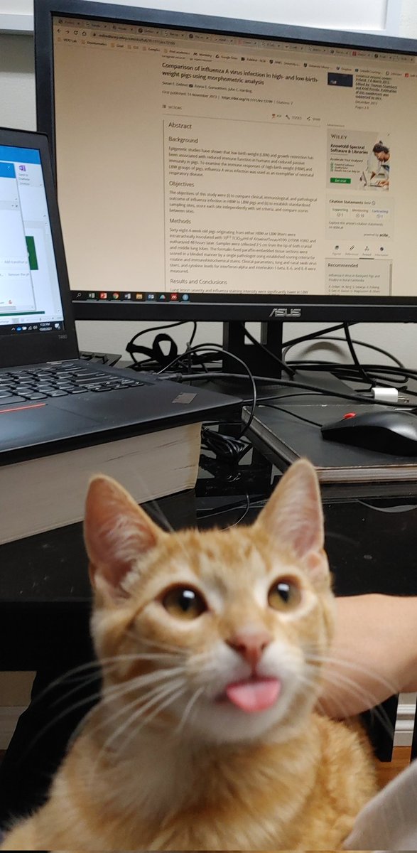 LipsitSean's tweet photo. Murph just learned about #Caturday https://t.co/NkWLGSYxbe