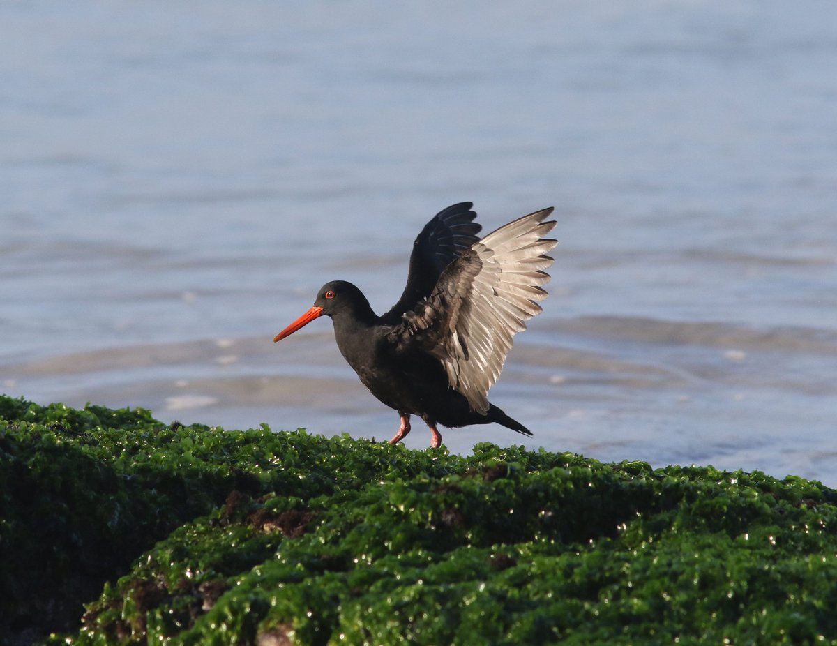 TaylynRisi's tweet photo. So honoured to be presenting my research on the African Oystercatchers at #IWSGconf at 18:30 UTC tonight! There have been some amazing talks so far and it is wonderful to connect with other scientists who are passionate about protecting #waders ! 
.
#shorebirds #IWSG #online https://t.co/bc1PBHac6v