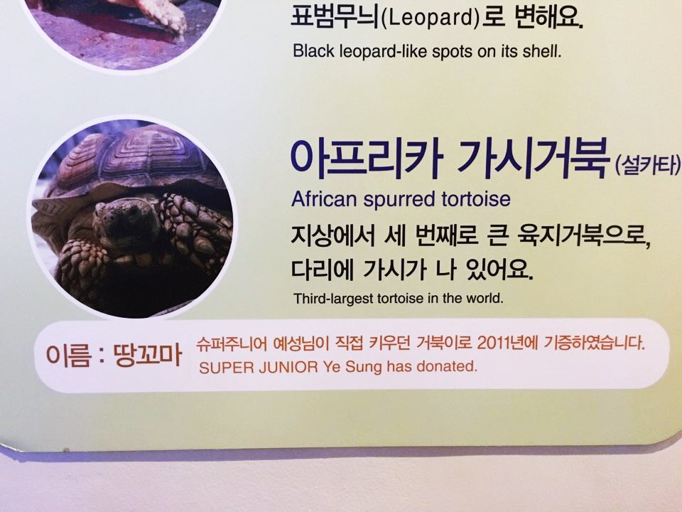 Optiminyaaah's tweet image. ใครไปพิพิธภัณฑ์สัตว์น้ำCOEX ที่โซล ลองแวะไปหาเต่าของพี่เยซองได้ น้องชื่อ ตังโกมา พี่เย่ซื้อมาเลี้ยงเพราะคิดว่าเป็นเต่าตัวเล็กๆ แต่สรุปน้องตัวใหญ่ยักษ์ เลยต้องเอาไปไว้ที่อควาเรี่ยม แต่พี่ก็แวะไปเยี่ยมตลอด+ชี้ได้เลยว่าตัวไหน พี่รักตังโกมามากจริงๆ🥺❤️🐢