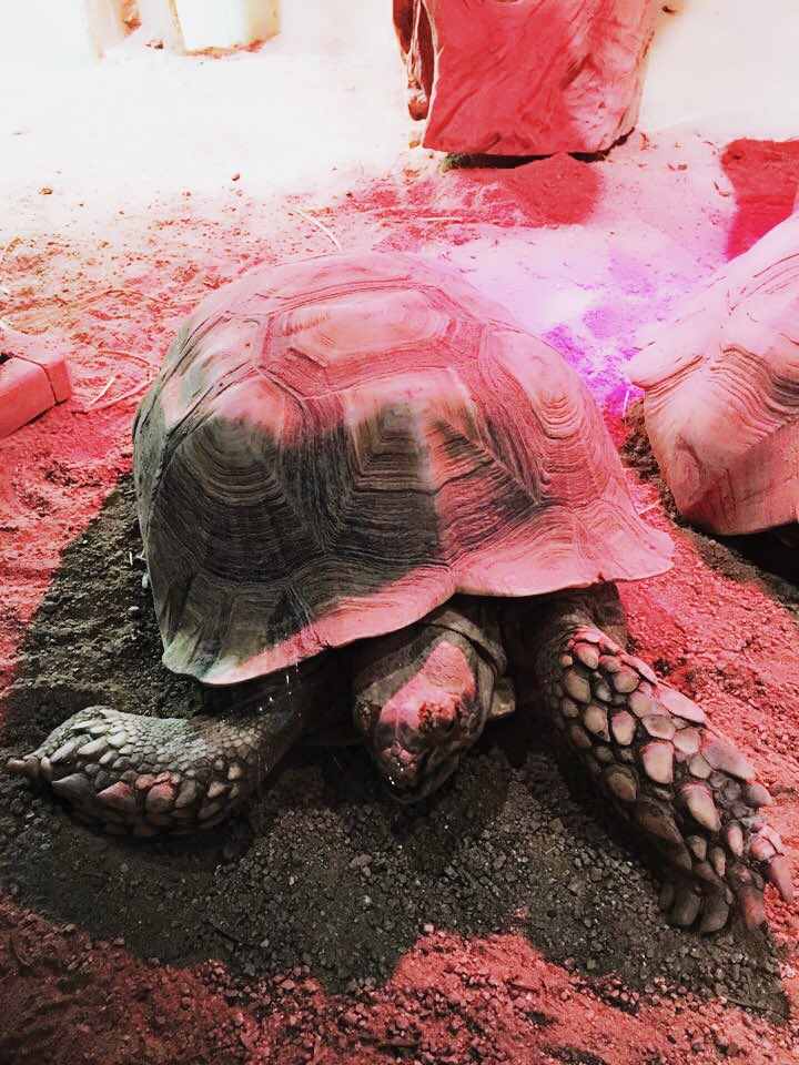 Optiminyaaah's tweet image. ใครไปพิพิธภัณฑ์สัตว์น้ำCOEX ที่โซล ลองแวะไปหาเต่าของพี่เยซองได้ น้องชื่อ ตังโกมา พี่เย่ซื้อมาเลี้ยงเพราะคิดว่าเป็นเต่าตัวเล็กๆ แต่สรุปน้องตัวใหญ่ยักษ์ เลยต้องเอาไปไว้ที่อควาเรี่ยม แต่พี่ก็แวะไปเยี่ยมตลอด+ชี้ได้เลยว่าตัวไหน พี่รักตังโกมามากจริงๆ🥺❤️🐢