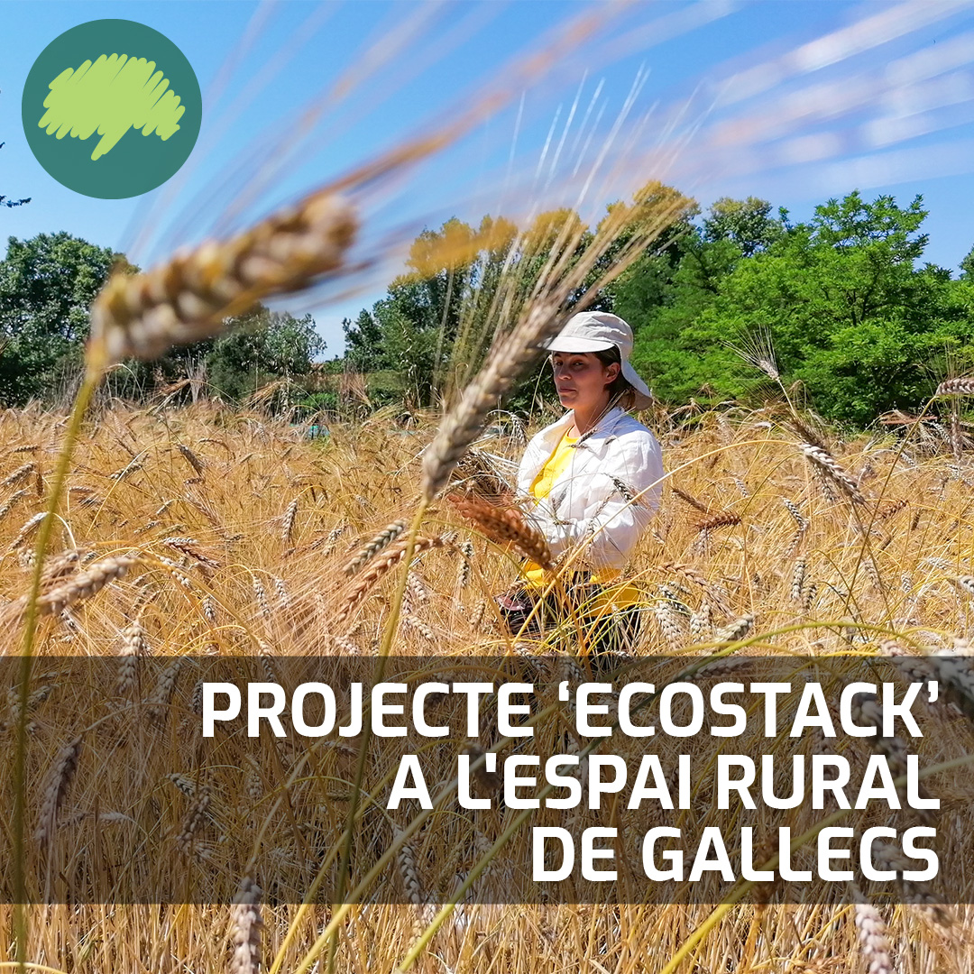 AlzinaPalau's tweet image. Projecte EcoStack a l&apos;espai rural de Gallecs
alzinapalau.cat/noticia/medi-a…
#ecoStack #gallecsnatura #palausolita #palausolità #palausolitaiplegamans #palausolitàiplegamans #palauplegamans #psip @JPSdisseny @GallecsInfo