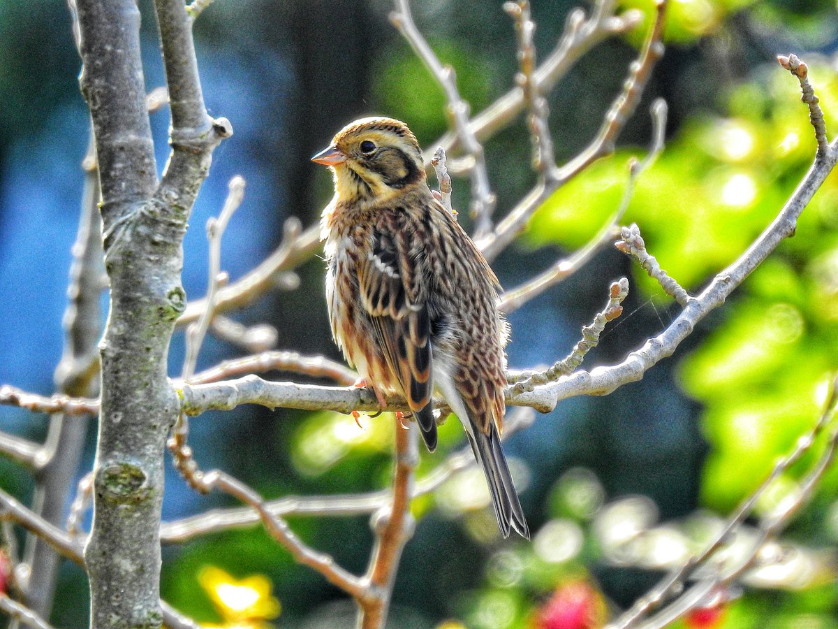 Ticked off ✅ a lifer today - Rustic Bunting, only the ~4th record in Malmö. Spent 15 minutes of quality time with this beauty after it was flushed by a passer-by. Not a bad ending to the #globalbirdweekend.

#GlobalBigDay #TwitterNatureCommunity #birding #BirdsSeenIn2021