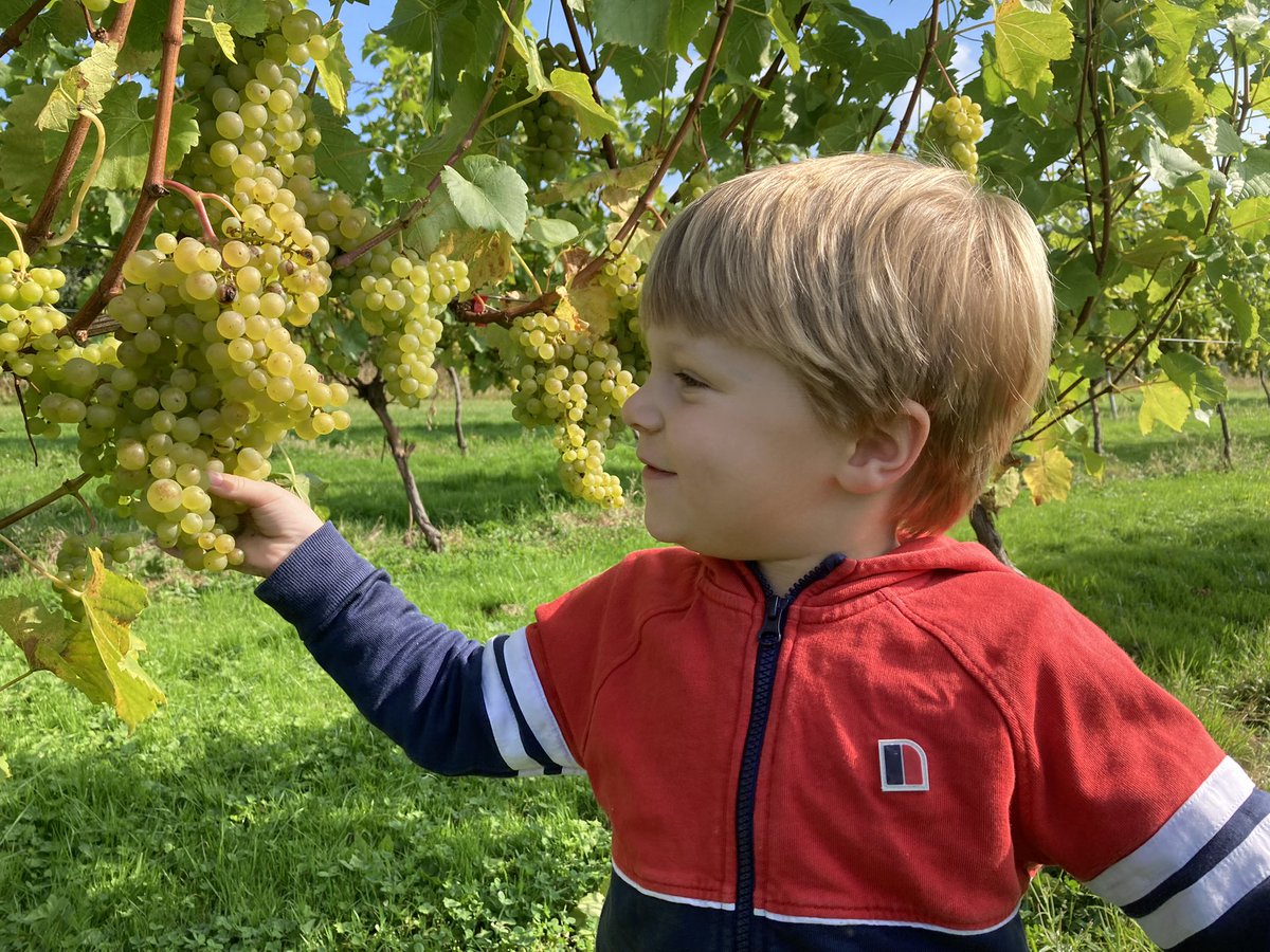 Checking this years crop with Archie (aged 3) today. You have to keep an eye on him as he definitely enjoys tasting the grapes! #SuttonRidgeVineyard