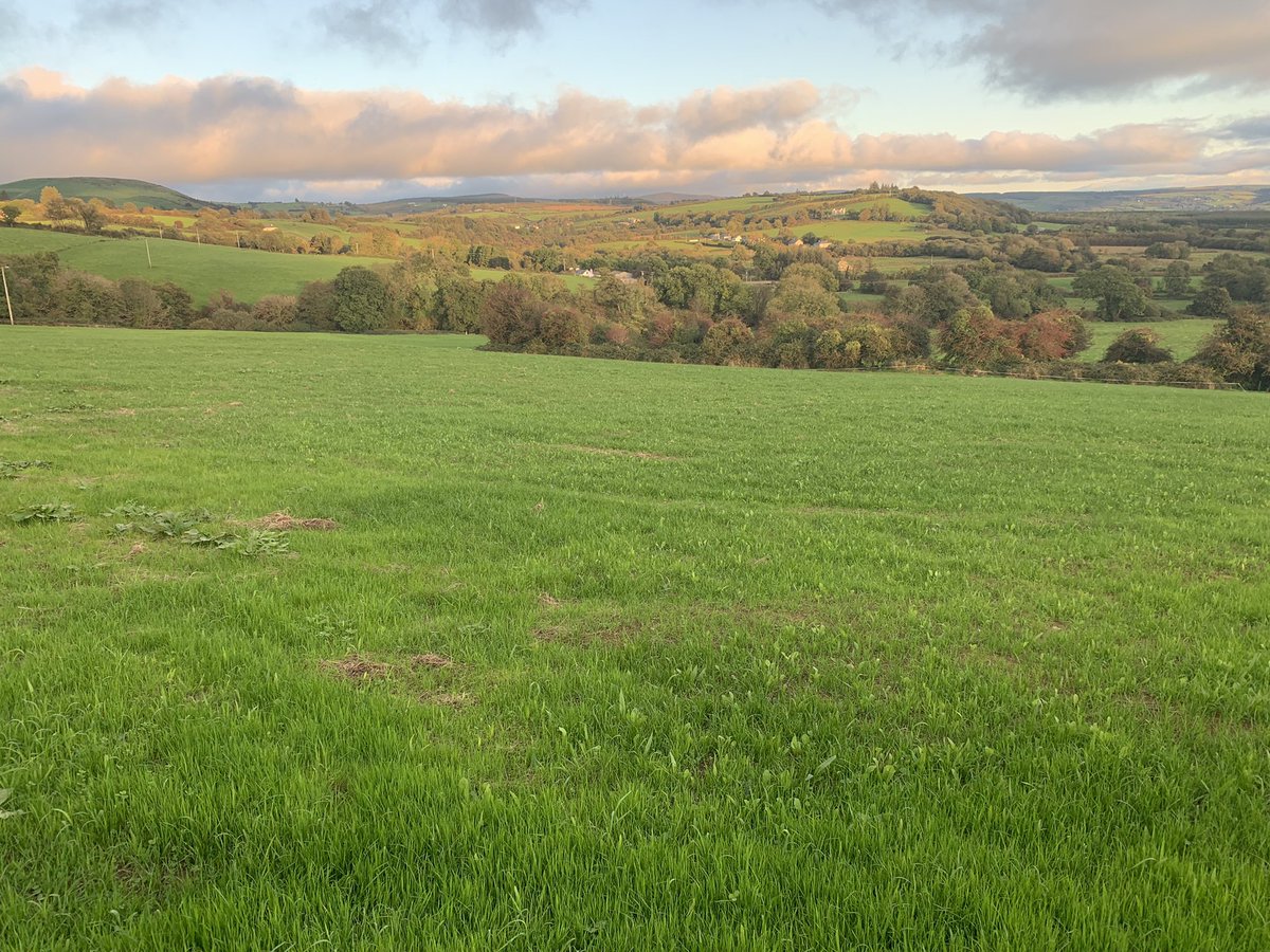 Shane McAuliffe 🐷✈️ tweet media