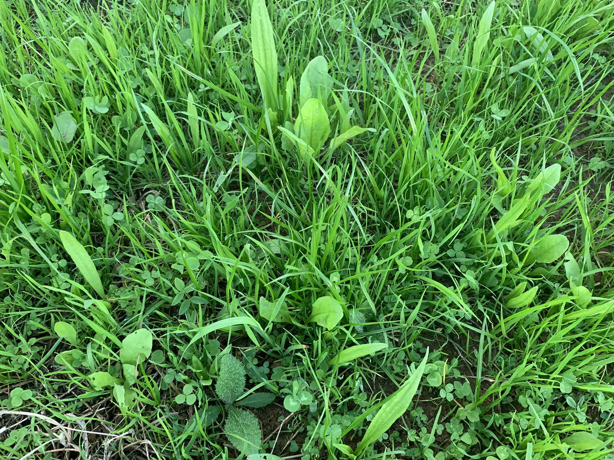 Shane McAuliffe 🐷✈️ tweet media