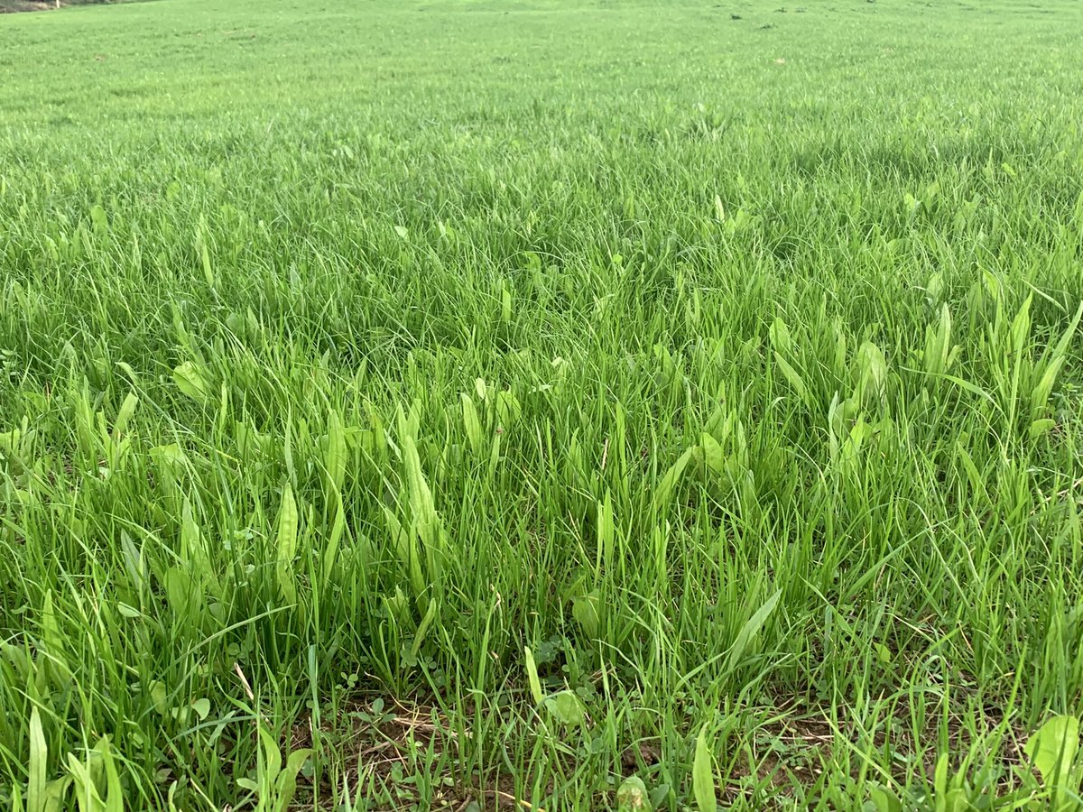 Shane McAuliffe 🐷✈️ tweet media