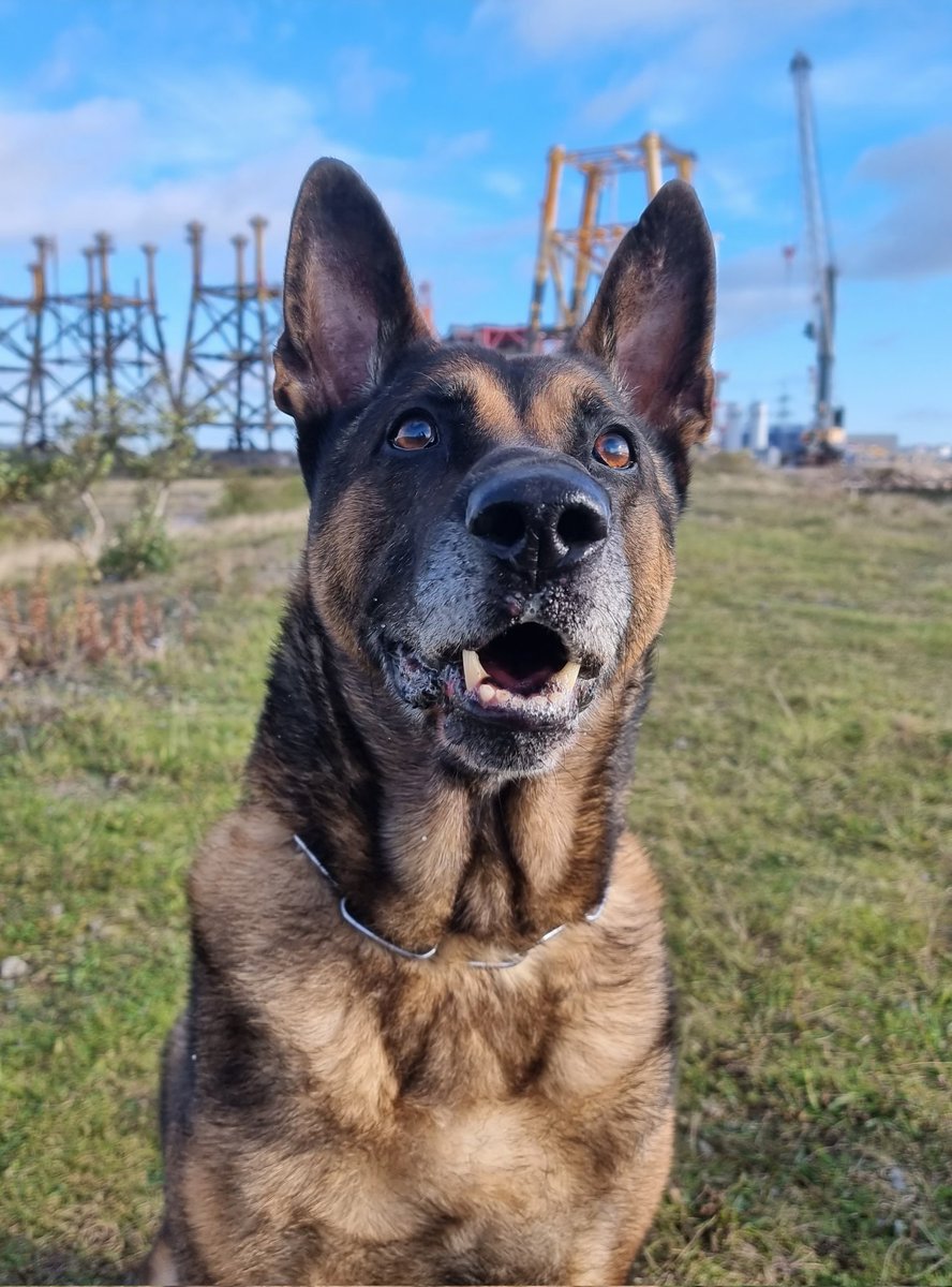 I've had #RPDShadow staying with us for a the past week. He might have slowed down but still alert and loves his ball.