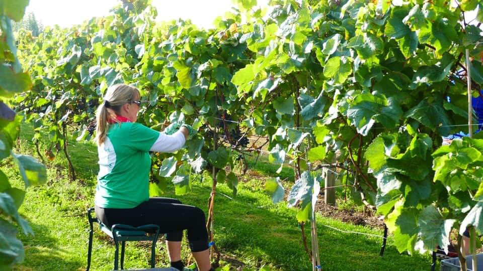 JuliesunshineT's tweet photo. Lovely day grape picking 🍇 @LaurelVines https://t.co/ZmXjFpE1iO