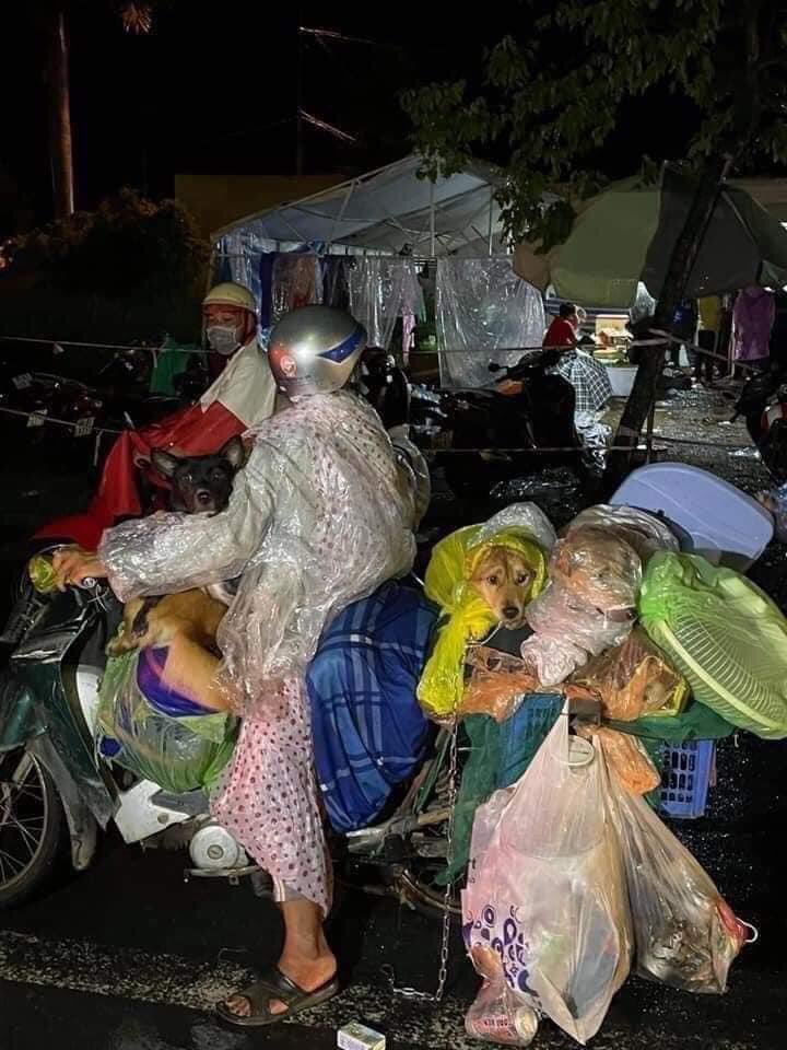 animalloverVN's tweet photo. Hello Mr and Ms, Have you heard about the story of a Vietnamese family on their way home with their dogs( according to the Covid-19 safety regulation). However, on their way home, 15 dogs and 1 cat were annihilated by a doctor, who believed they would be the cause of the global https://t.co/ruHaYbhCvb