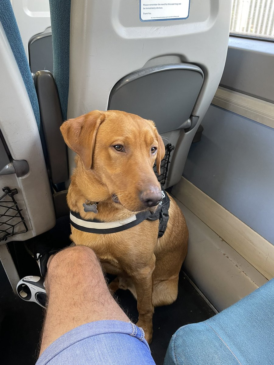H2CityBusPW's tweet photo. Basil and I have enjoyed a boys day out in the capital on foot and rail. Marshlink to Ashford, HS1 Javelin to Stratford, DLR to Canning Town, Tube to London Bridge, South Bank #steppage checked out new Nine Elms &amp; Battersea Power Station &amp; now headed home🐾 https://t.co/97vOsmQYzl